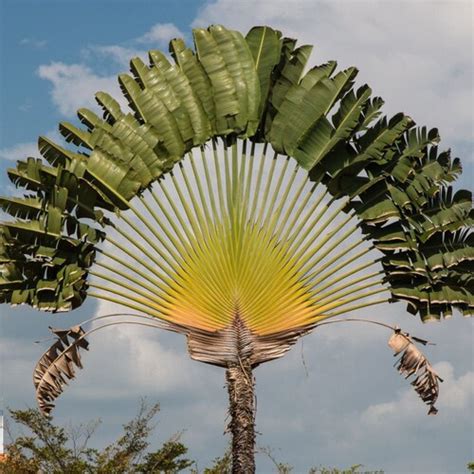 Rare Madagascar Travellers Palm 5 Seeds Etsy