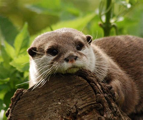 Image Result For Images Of Otters Standing Otters Cute Otters Baby