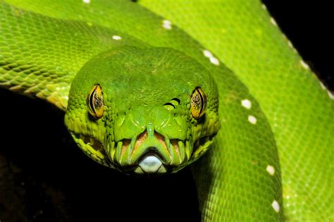 Codex Entries Green Tree Python Teeth
