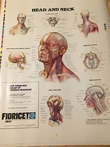 Anatomical Chart Of The Head And Neck 15 00 Picclick
