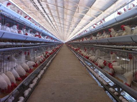 Egg Laying Chicken Cages Layer Cages 2021