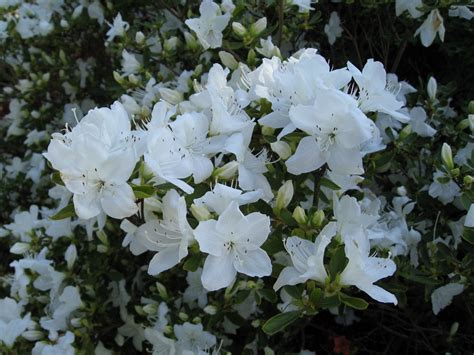 Azalea Girards Pleasant White Plants Direct Victoria Bc