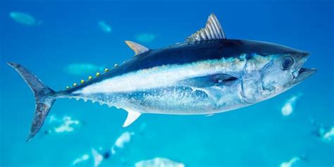 Indonesia Punya Penghasil Ikan Tuna Terbesar Dunia Di Laut Banda My