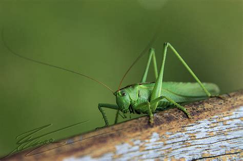 Tettigonia viridissima, le grand grillon vert. Thomas Avenard Uldry photographe