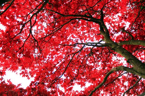 Free tree photos download, all of these tree photos are free for commercial use. Free photo: Red tree - Garden, Lake, Landscape - Free ...