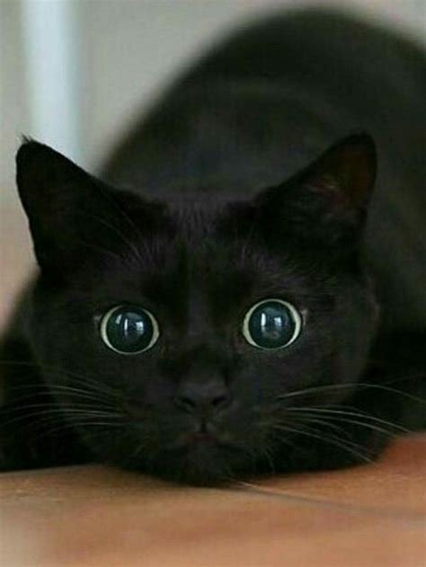 Amazing Look On This Black Cat Those Eyes Blackcat Cute Cats Cute
