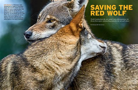 Saving The Red Wolf