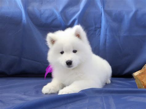 The samoyed poodle mix is a mixed breed dog resulting from breeding the samoyed and the that is, if they have any samoyed poodle mix puppies for sale. Samoyed Puppies For Sale | Dallas, TX #291729 | Petzlover