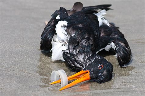 Plastic Pollution Expert Advice Aly The Albatross Smart Health Talk