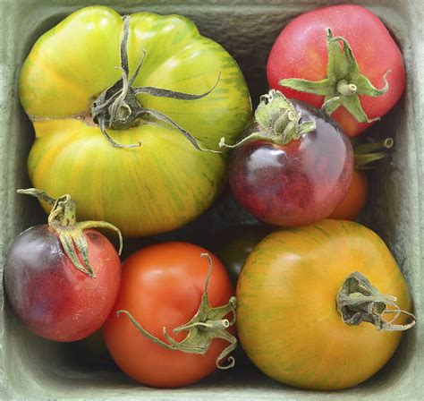 Tomato Types | Continental AU