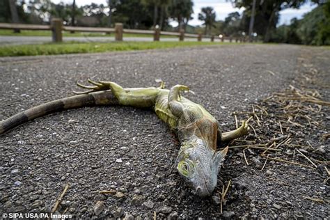 Chance Of Falling Iguanas Florida National Weather Warns Reptiles May