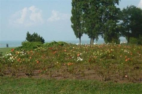 Jun 29, 2021 · nyáron mindenkinek jól esik egy korsó hideg sör, de mértékletesség, mint mindig, most is a legfontosabb (fotó: Rózsa-liget Siófok Park és kert, Siófok