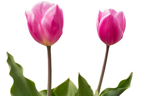 Tulipan Kwiat Kolor Darmowe Zdjęcie Na Pixabay Pixabay