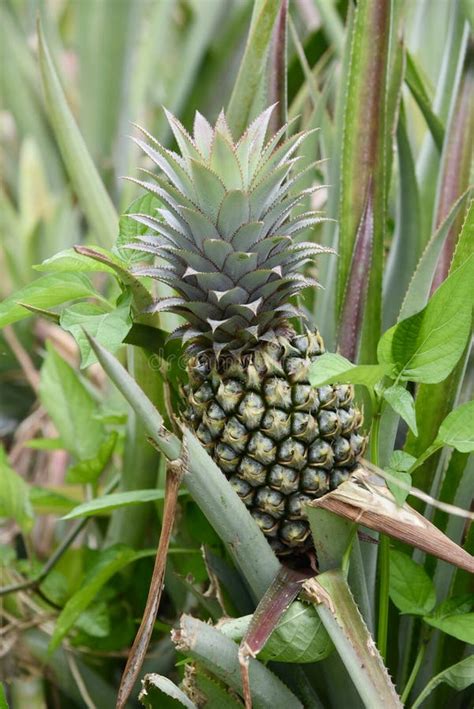 Pineapple Plant With A Young Pineapple Growing Stock Photo Image Of