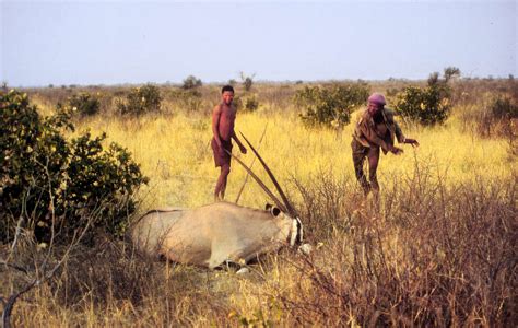 Botswanas Hunting Ban Bushmen Starve Trophy Hunters Carry On
