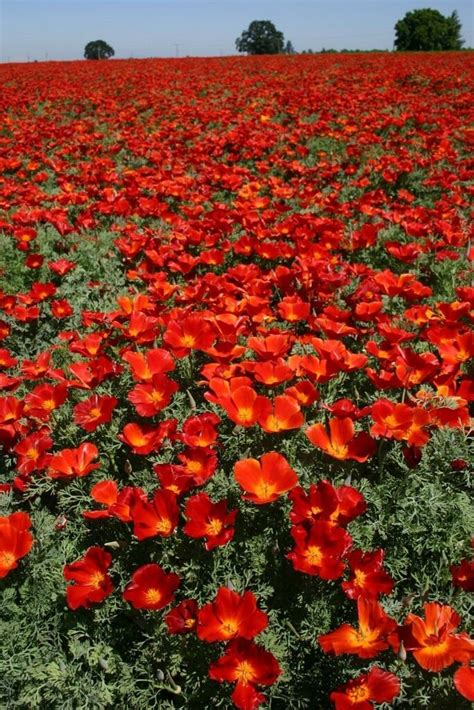 3000 Red Corn Poppy Flower Seeds Papaver Rhoeas Comb Sh Etsy