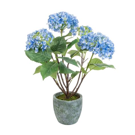 Buy Sia Potted Hydrangea Amara Hydrangea Potted Flower Pots