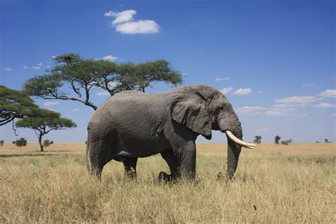 Almost 5,000 miles in length, it is the second largest continent on earth, and contains an incredible variety of climates, natural resources, and biodiversity. Tanzania: Lake Manyara, Ngorongoro & Serengeti Safari | Africa Easy