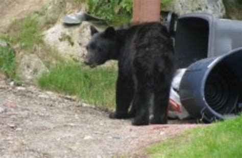 Bears Break Into Sweet Shop Cars Searching For Food Amid Us Drought