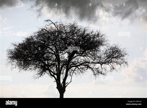 Umbrella Acacia Tree And Rain Cloud Masai Mara National Reserve Kenya