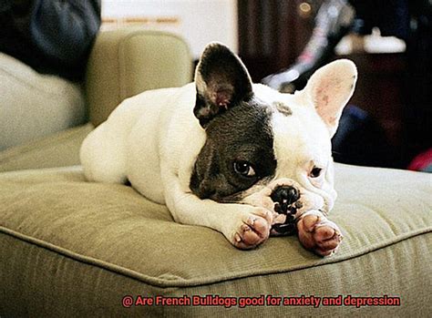 Are French Bulldogs Good For Anxiety And Depression