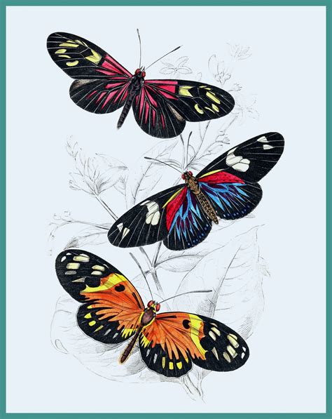 Butterflies Art Print Free Stock Photo Public Domain Pictures