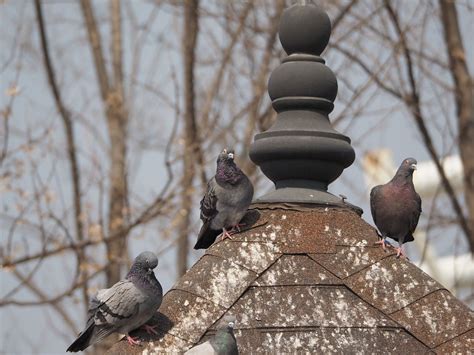 Park, Pigeon, Park, New, Birds #park, #pigeon, #park, #new, #birds | Vacation trips, Travel 
