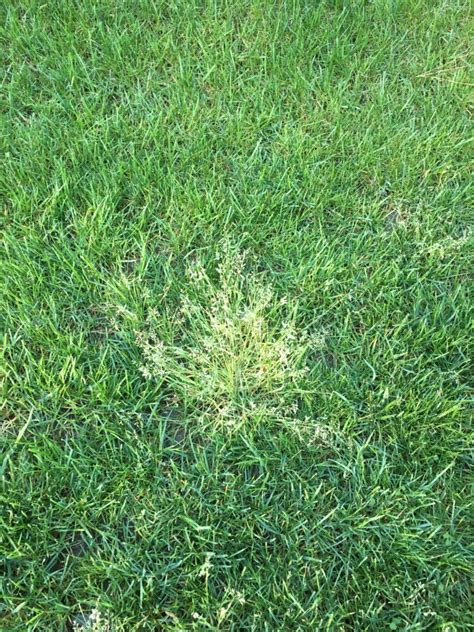 Annual Bluegrass Poa Annua Spring Invasion Nc State Extension