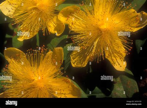 CLOSE-UP OF THE MEDICINAL HERB ST JOHN'S WORT (HYPERICUM PERFORATUM