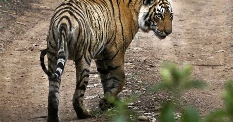 Eager To See Big Cats In The Wild Visit Indias Tiger State Travel