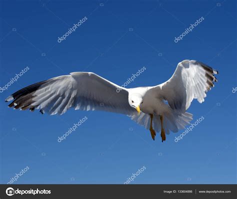 Seagull In Blue Sky Stock Photo By ©pakhnyushchyy 133604886