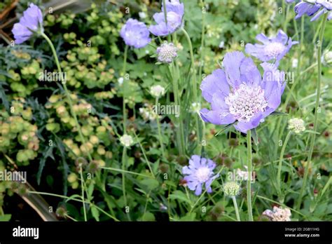 Blue Violet Hi Res Stock Photography And Images Alamy