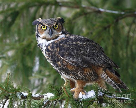 Great Horned Owl Perched In A Snow Covered Pine Forest Photograph By