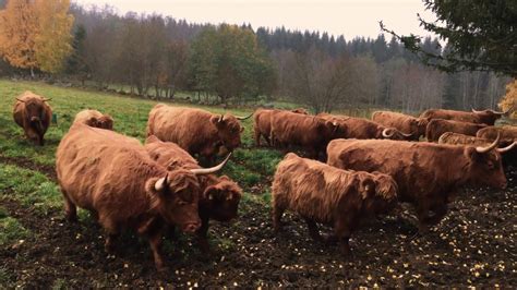 Scottish Highland Cattle In Finland Restless Cows Something In The