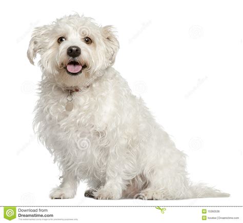 Mixed Maltese Dog 4 Years Old Sitting Stock Photo Image Of Camera