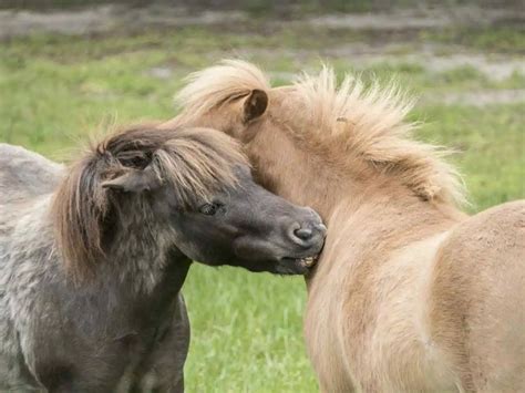 10 Most Popular Horse Breeds In The World