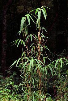 Canebrake bamboo arundinaria gigantea is native to texas ans other states. Arundinaria gigantea - Wikipedia