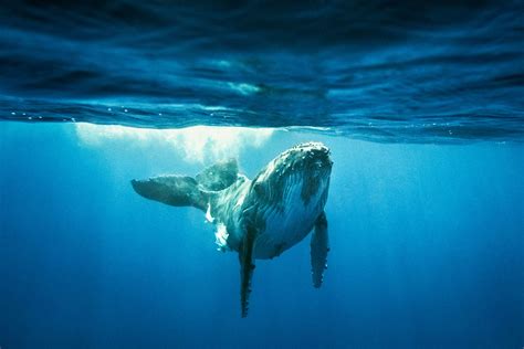 Dive Into The Serene Magical World Of The Humpback Whale Wired