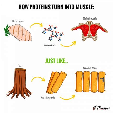 How Does Protein Turn Into Muscle