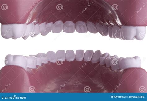 Detail Of Teeth Or Tooth Model From Inside Of Mouth Stock Image Image