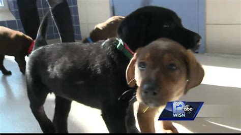 New Puppies Available For Adoption At The Wisconsin Humane Society