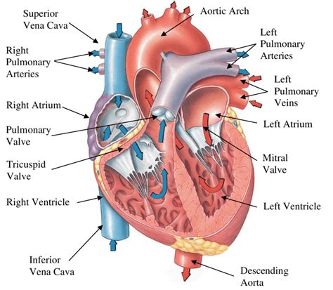 In the future pouring out of god's wrath in the tribulation, even after the horrible plagues the earth dwellers did not repent of their murders. 1: A cross-section of the human heart with the relevant ...