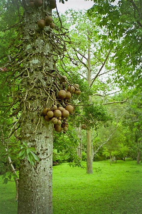 cannonball tree free photo download freeimages