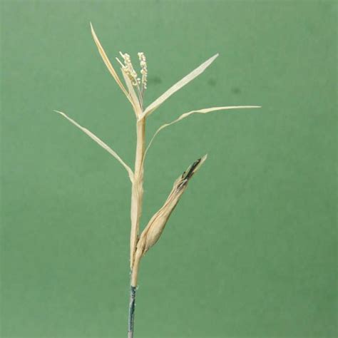 Step By Step Guide To Make Scale Miniature Corn Stalks