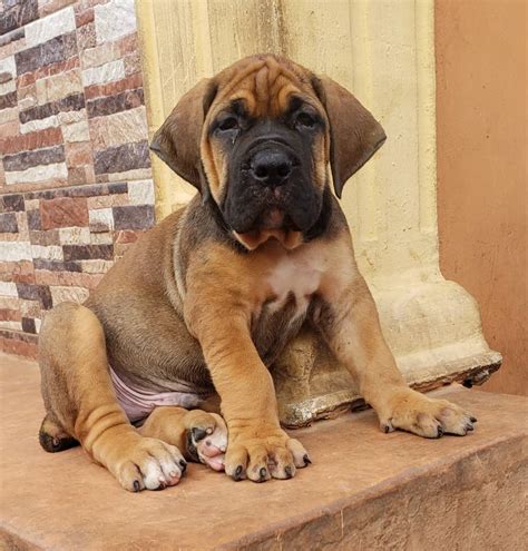 Pedigree Boerboel Puppy Available Pets Nigeria