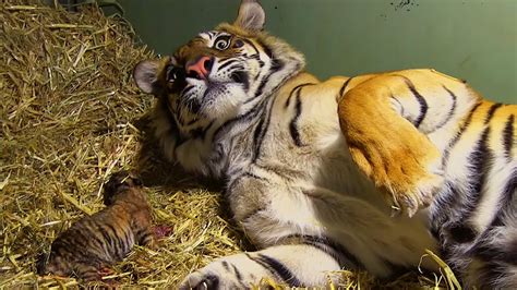 Birth Of Twin Tiger Cubs Tigers About The House Bbc Environoego