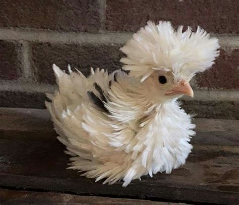 Bantam Polish Frizzle 1 Month Old I Want Some Of These In My Flock