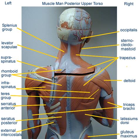 Find the best weight lifting exercises that target each muscle or groups of muscles. Muscle Models