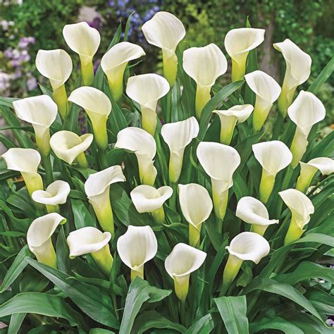 Calla Lily Flowers Turning Green Home Alqu