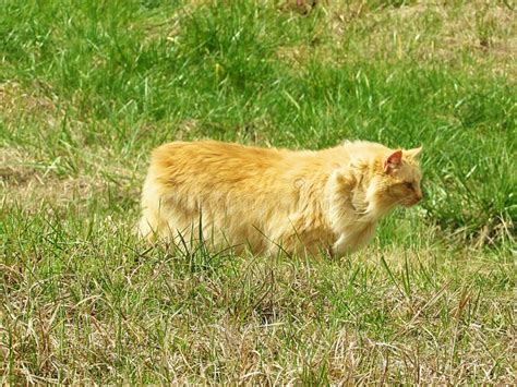 Orange Ginger Tabby American Bobtail Manx Cat Outdoors Stock Photo
